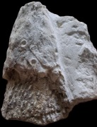 Skamieniałość jura (łac. Scleractinia), koralowiec kolonijny madreporowy.