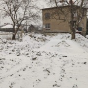 Drzewa -orzechy 5sztuk