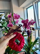 Gumka do włosów z jedwabiu