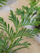 Thuja Tuja Martin na Żywopłot jak Brabant