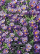 Sadzonki astrów wieloletnich