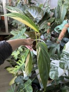 Epipremnum amplissimum variegata yellow aurea