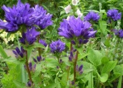 DZWONEK SKUPIONY BIAŁY i FIOLETOWY KWIAT 200 nasion