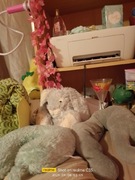 Drukarka HP Photosmart 