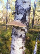 Bialoporek brzozowy 50g