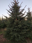 choinka świerk srebrny 300-400cm