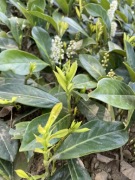 Laurowiśnia Novita Prunus Laurocerasus 