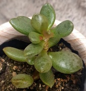 Adromischus Mammilliaris, szary sukulent, Gratis! 181
