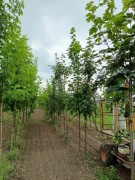 nasadzenia zastępcze klon jawor platan 8 cm 10 cm 12 cm 6 cm 2 3 m