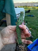 kakatus sukulent opuntia#1