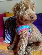 Wygodne oddychające i regulowane szelki  (klatka 44-55cm) ze smyczą