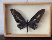 Motyl Trogonoptera brookiana (Malezja) w ramce drewnianej 13 x 18 cm