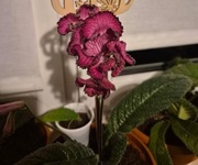 Liść skrętnika DS-Eternity