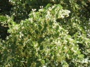 Kwiat lipy suszony z Bieszczad  25g