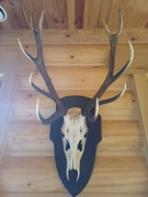 poroże jelenia z czaszką