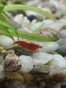 Krewetki neocaridina bloody mary