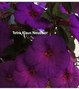 Achimenesy Tetra Klaus Neubner kłącze 