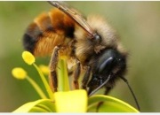 Pszczoła murarka ogrodowa100 sztuk5% +instrukcja 