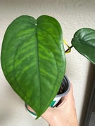 Syngonium Chiapense Variegata REGRES - don. 10 cm