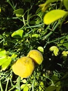 Pomarańcza trólistkowa, Poncirus, nasiona