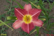 Hemerocallis / Liliowiec: Śnieżka