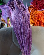 Trawa leśna fiolet trzcinnik zboże susz naturalne trawy na palmy 