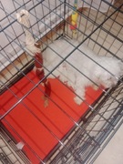 Dopuszczenie psa do suczki maltańczyk 