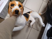 Duża maskotka pies dla dzieci 