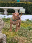 Staffordshire Bull Terrier, Staffik, Stafik 