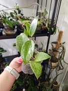 Hoya parasitica lao ukorzeniona i rosnąca