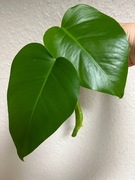 Monstera Aurea Marmorata Variegata - REGRES