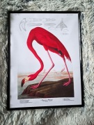 Plakat w Ramce "American Flamingo" Audubon Vintage