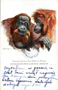 ZOO BERLIN GORYLE-1928 Kraków Karmelicka 
