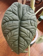 ALOCASIA / ALOKAZJA 'MELO' 