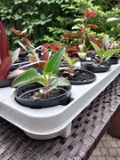 ŻYWORÓDKA ukorzeniona w donicy