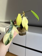 Philodendron Florida Beauty