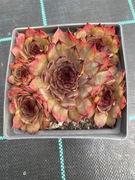 Rojniki nr 19 sadzonka p9