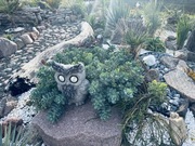 Wilczomlecz mirowaty sadzonka skalniak