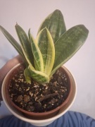 Sansevieria Gwinejska z białą obwódką