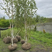 Brzoza Dorenbos 10-12 cm biała kora HIT wielopienna