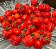 Pomidor Cherry Accordion nasiona kolekcjonerskie