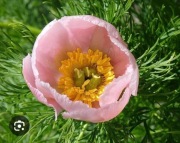 Piwonia tenuifolia Rosea koperkowa