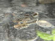 Zbrojnik ancistrus wabenmuster