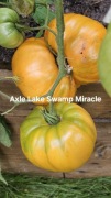 Axle Lake Swamp Miracle. Przepiękny, wczesny i plenny