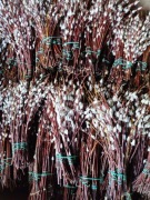 Bazie kotki palma wielkanocna 