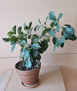 Żywe Drzewko Bonsai, Ficus retusa, Fikus microcarpa, Bonsai