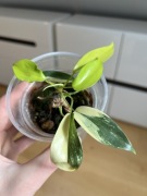 Philodendron Florida Beauty