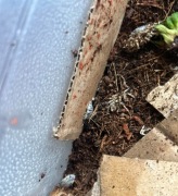 Porcellio laevis dairy cow - prosionki izopody EKIPA SPRZĄTAJĄCA pakiet 10x