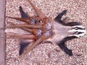 Pióra ogonowe bażanta łownego