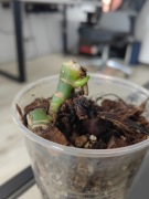 Monstera esqueleto dół matecznika 